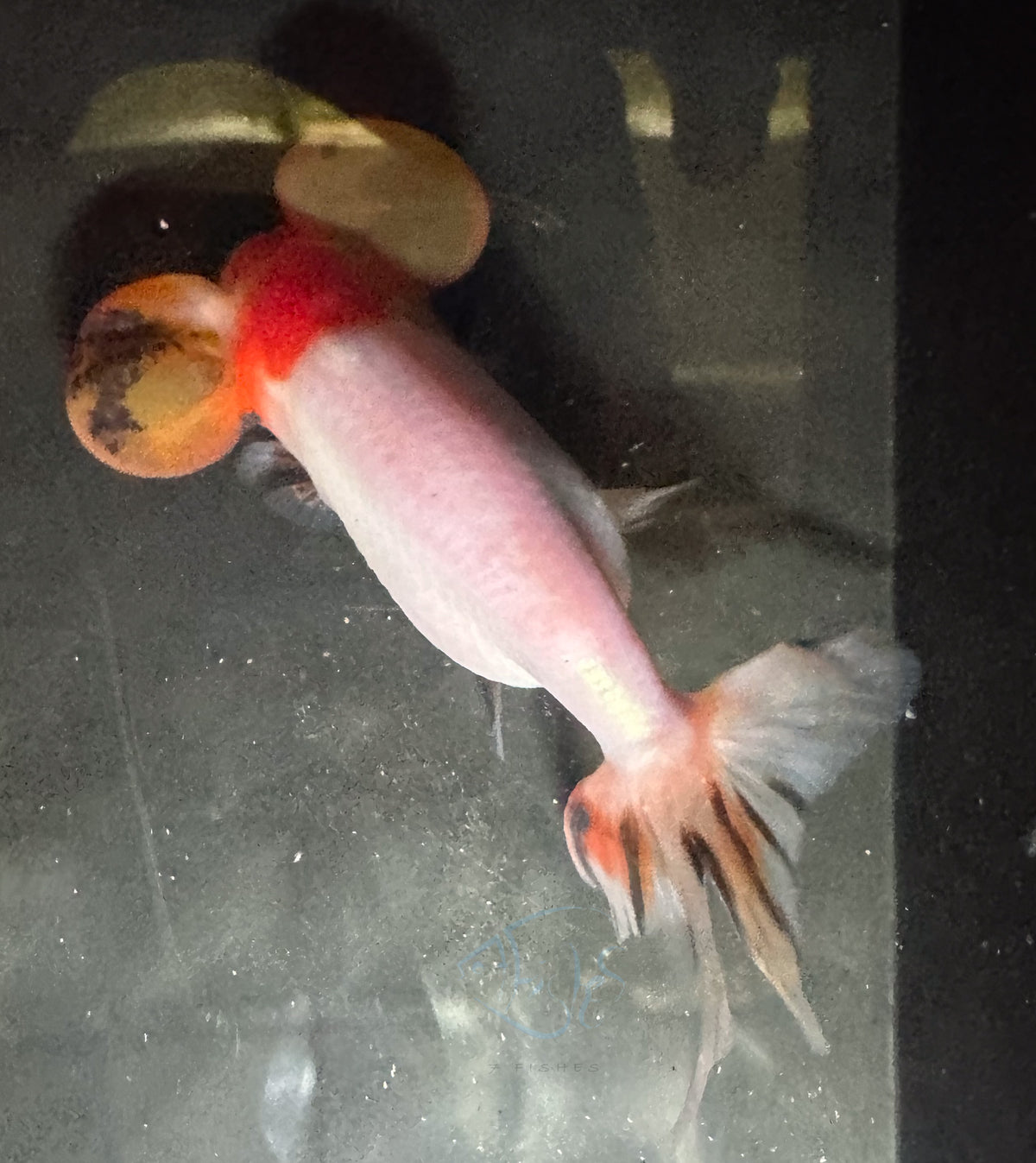 Orange White Bubble Eye Goldfish