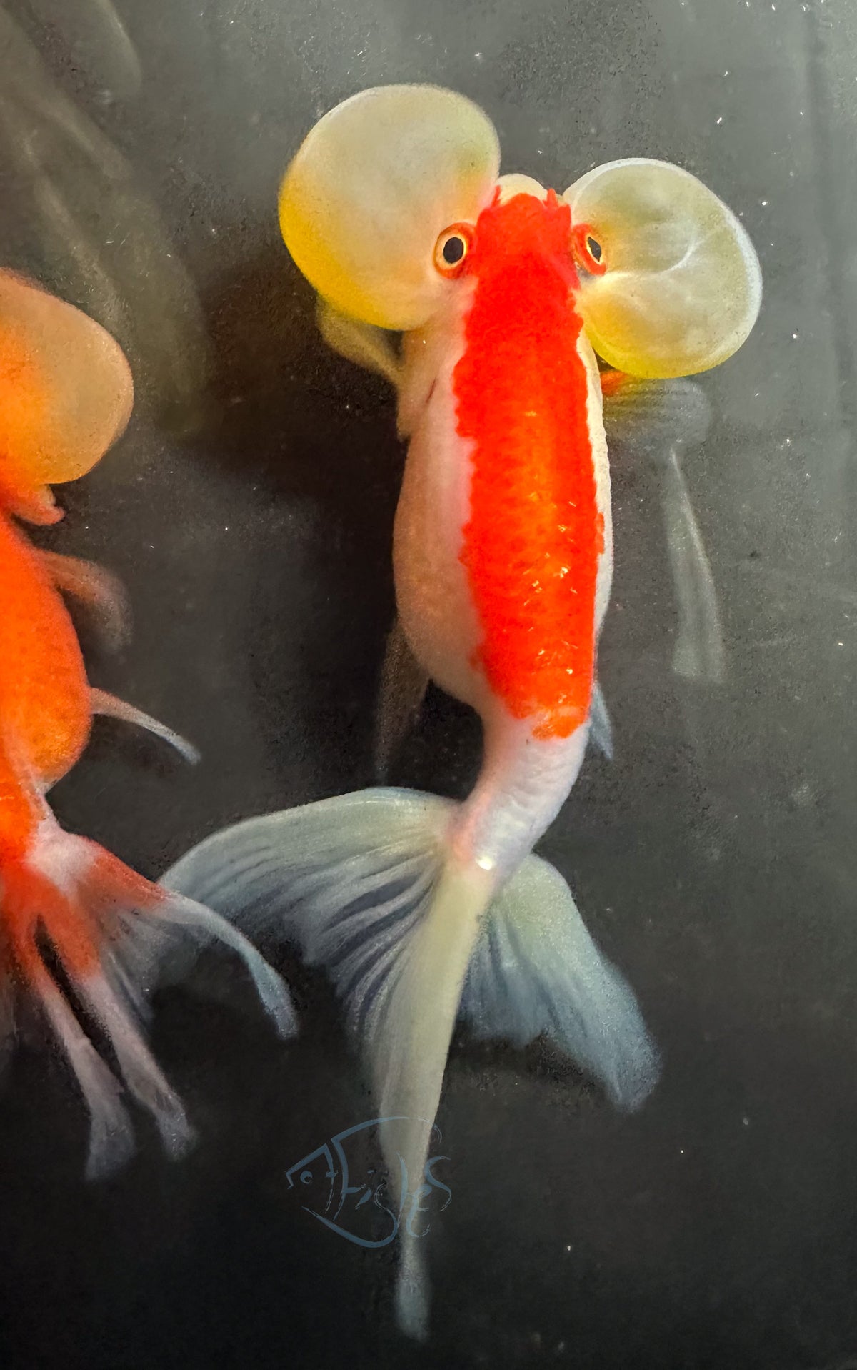 Orange White Bubble Eye Goldfish