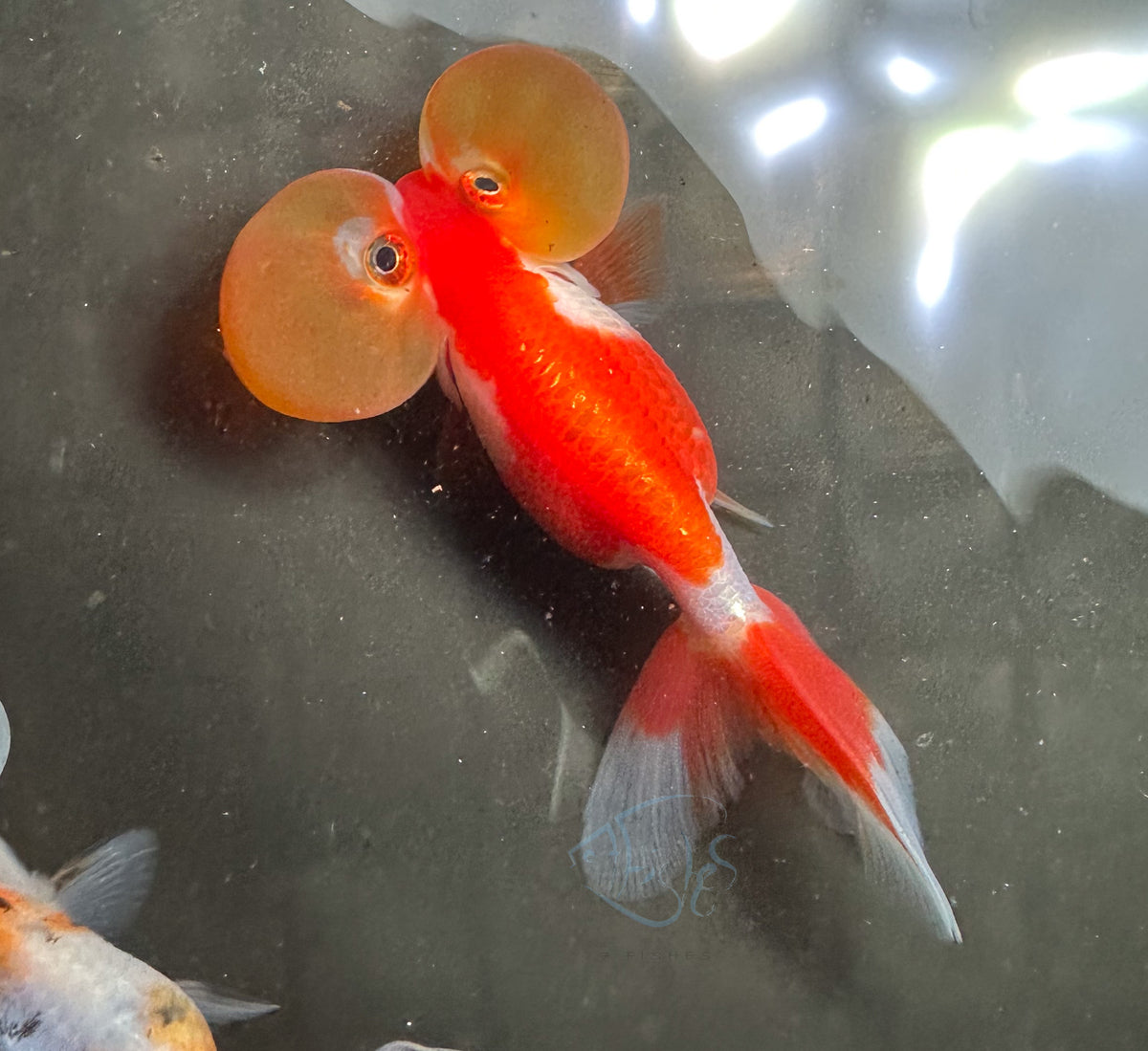 Orange White Bubble Eye Goldfish
