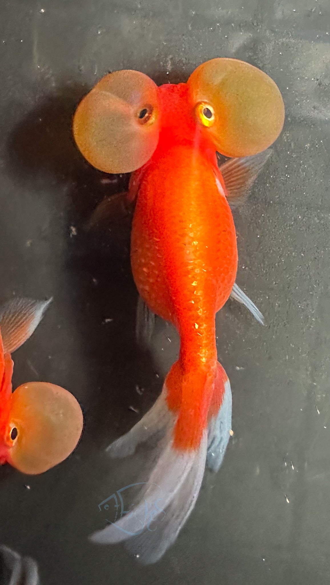 Orange Bubble Eye Goldfish
