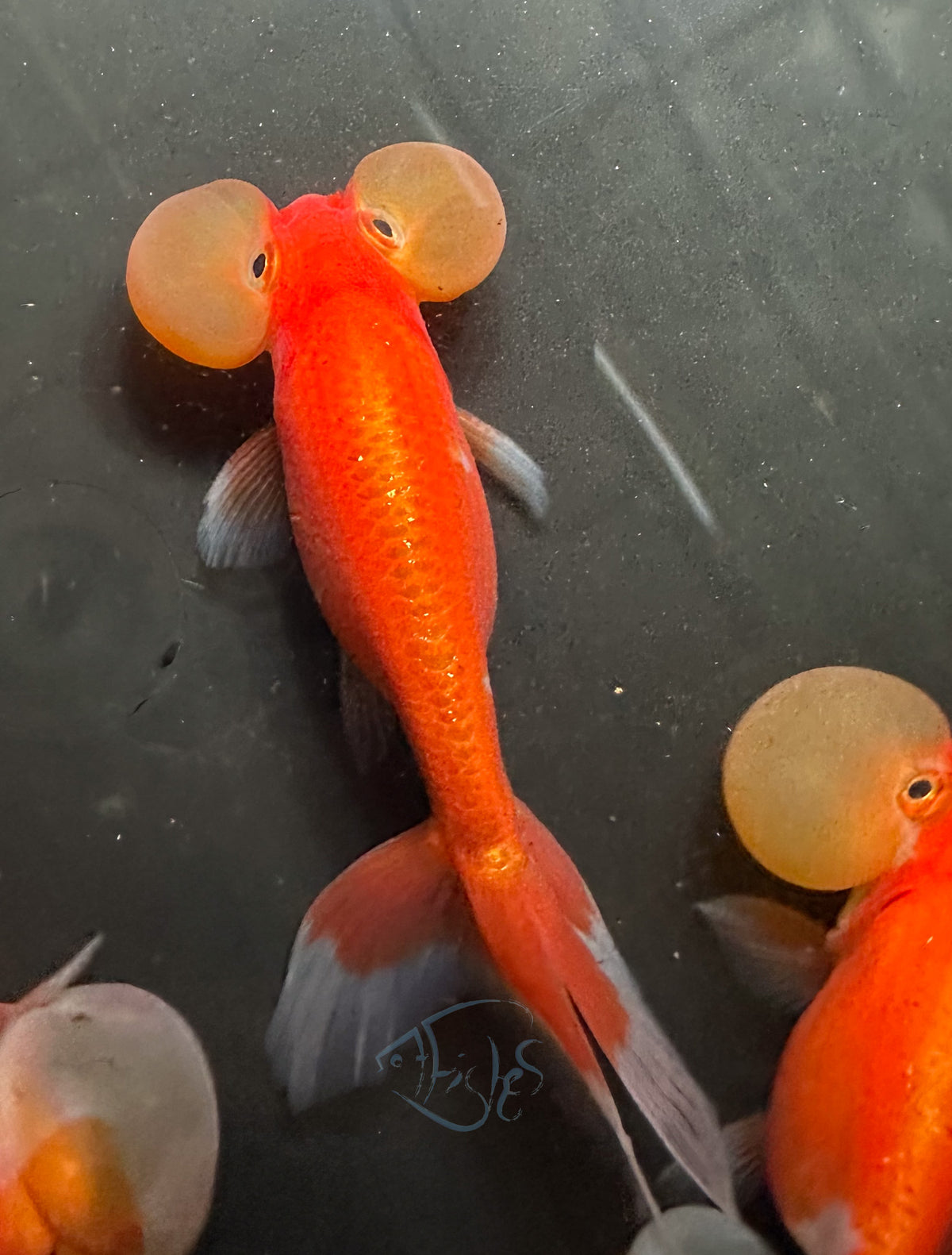 Orange Bubble Eye Goldfish