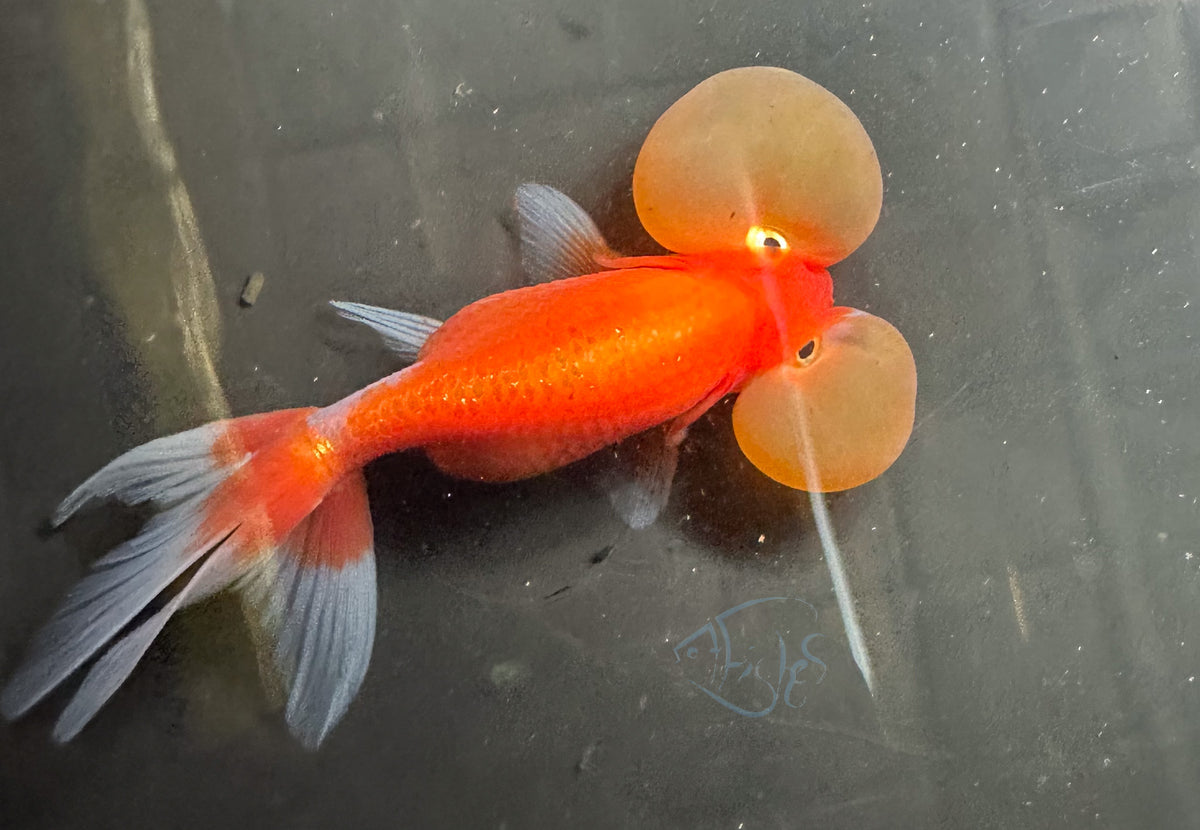 Orange Bubble Eye Goldfish