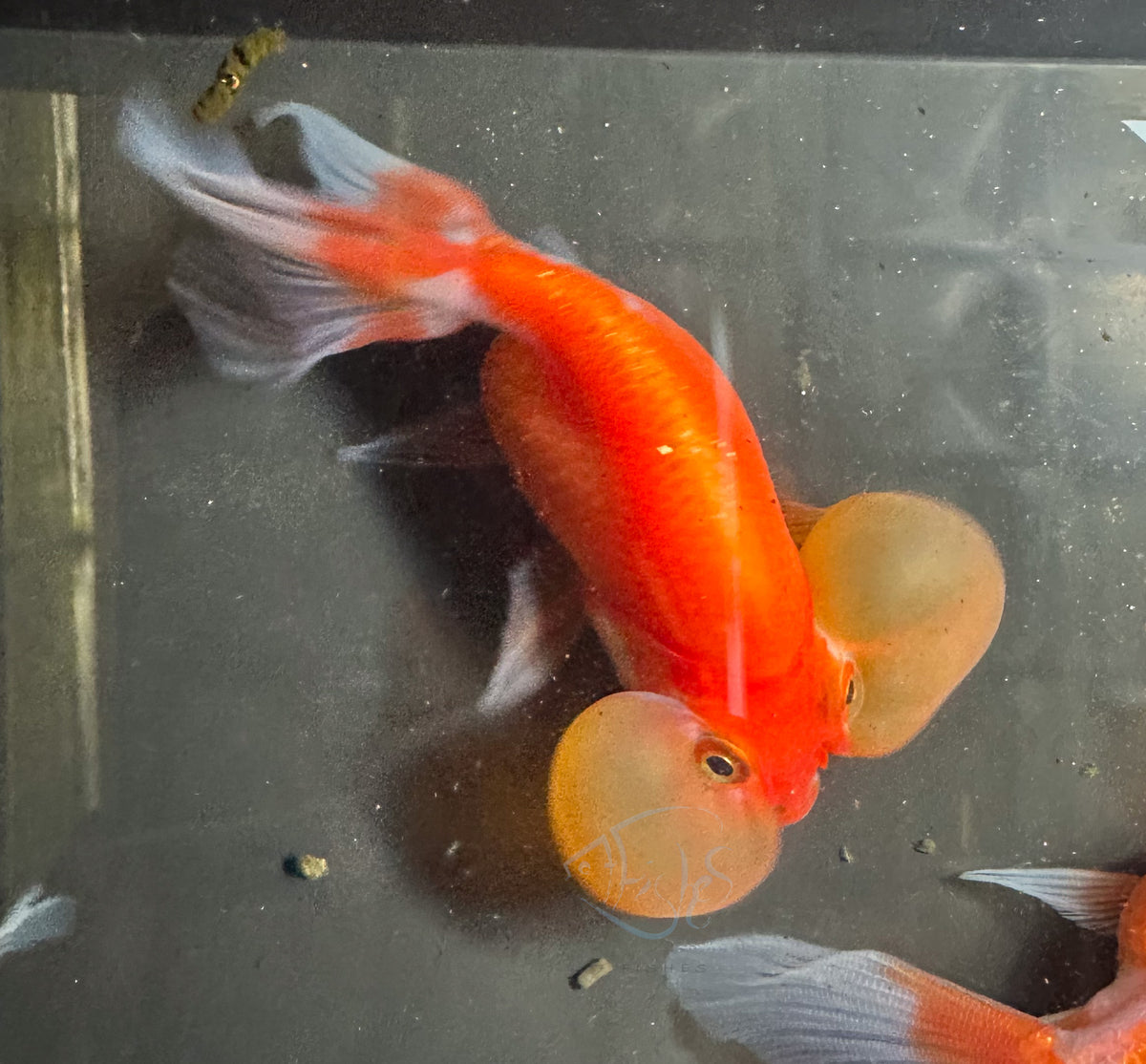 Orange Bubble Eye Goldfish