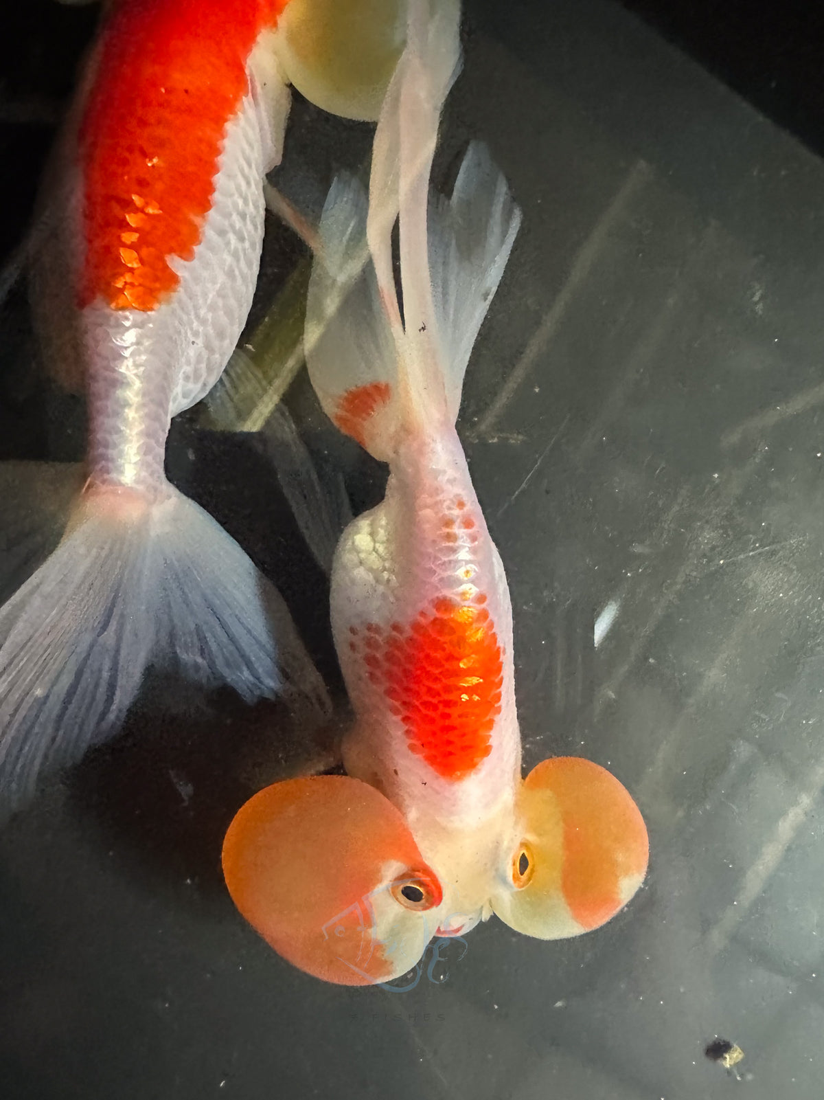 Orange White Bubble Eye Goldfish