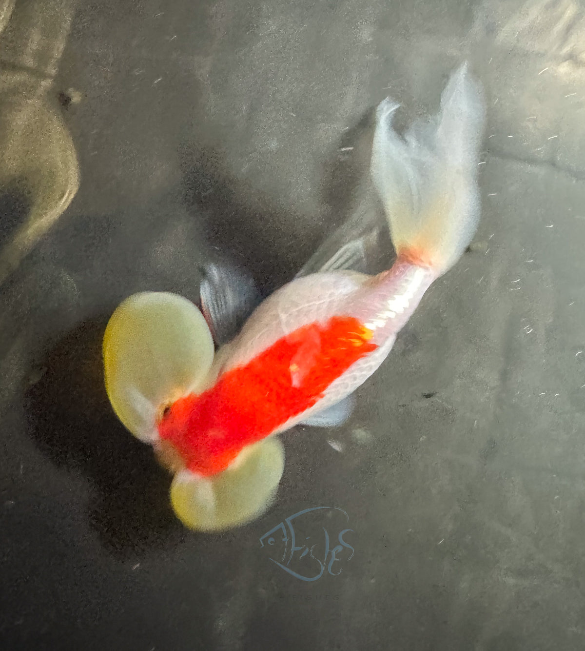 Orange White Bubble Eye Goldfish