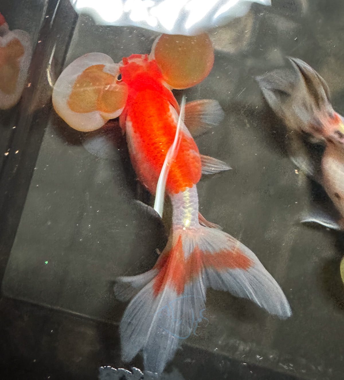 Orange White Bubble Eye Goldfish