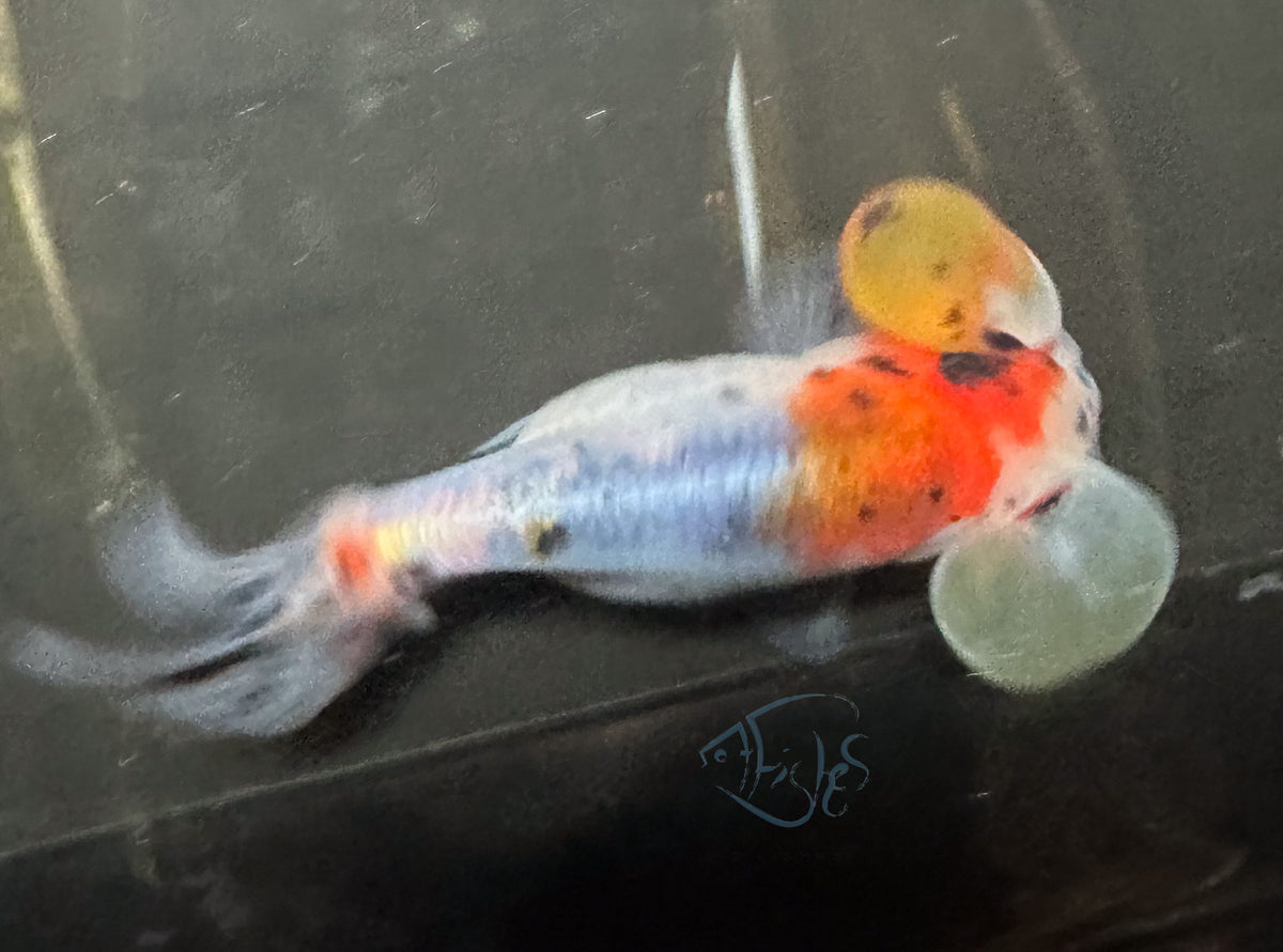 Calico Bubble Eye Goldfish