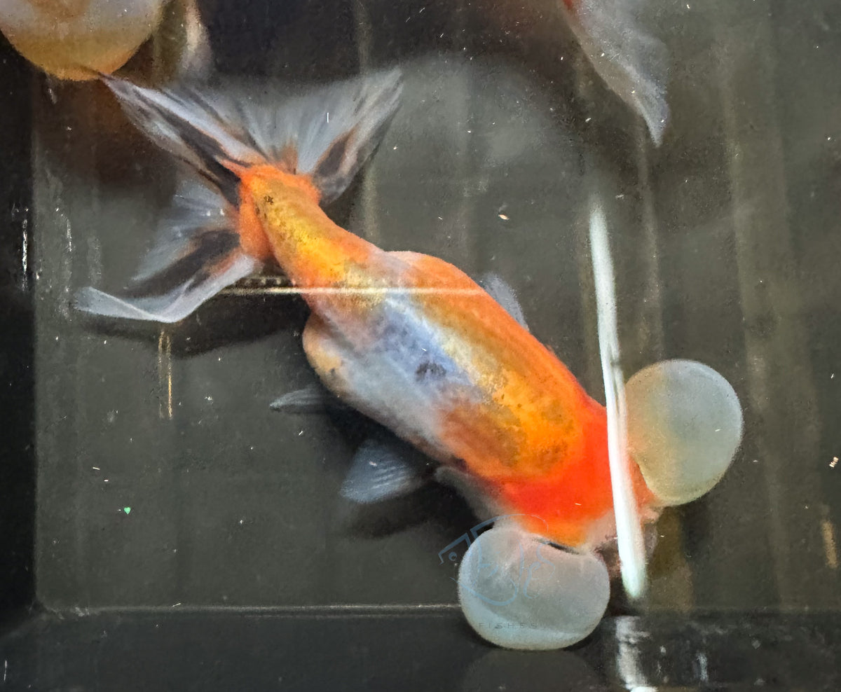 Calico Bubble Eye Goldfish