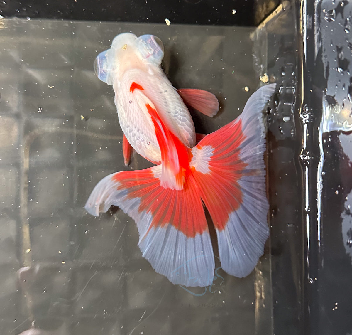 Orange White Butterfly Telescope Goldfish