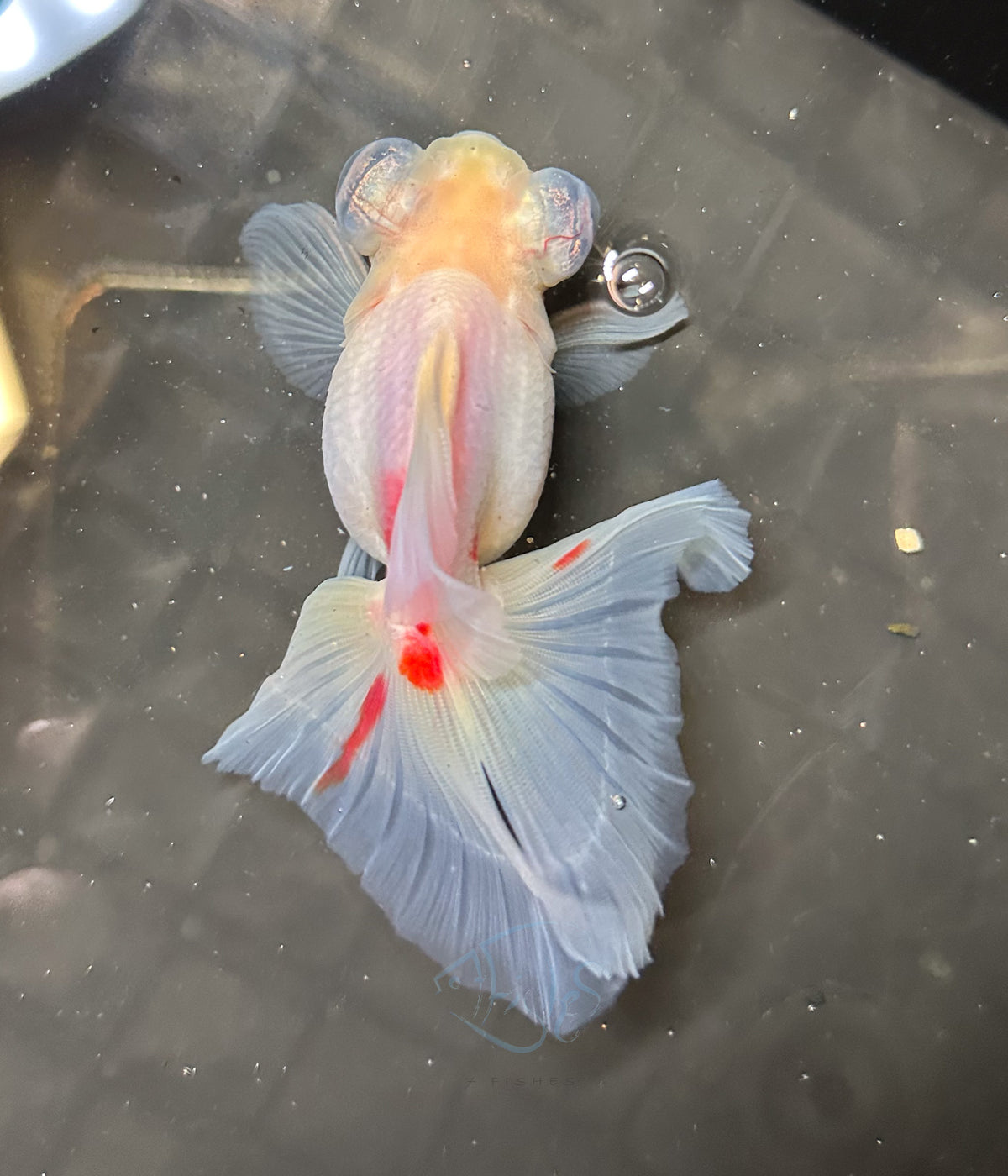 Orange White Butterfly Telescope Goldfish