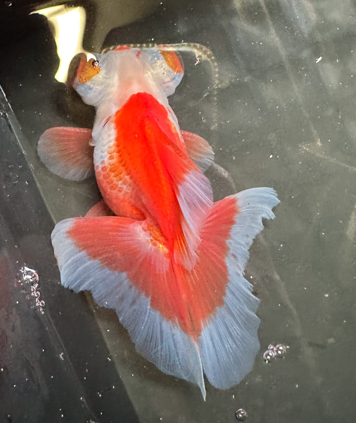 Orange White Butterfly Telescope Goldfish