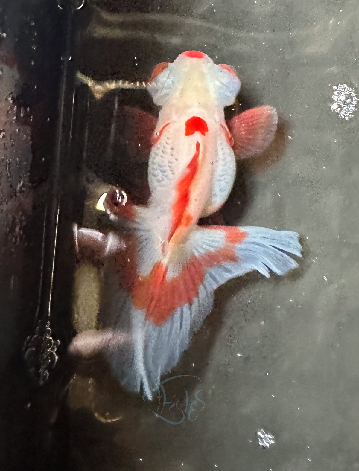 Orange White Butterfly Telescope Goldfish