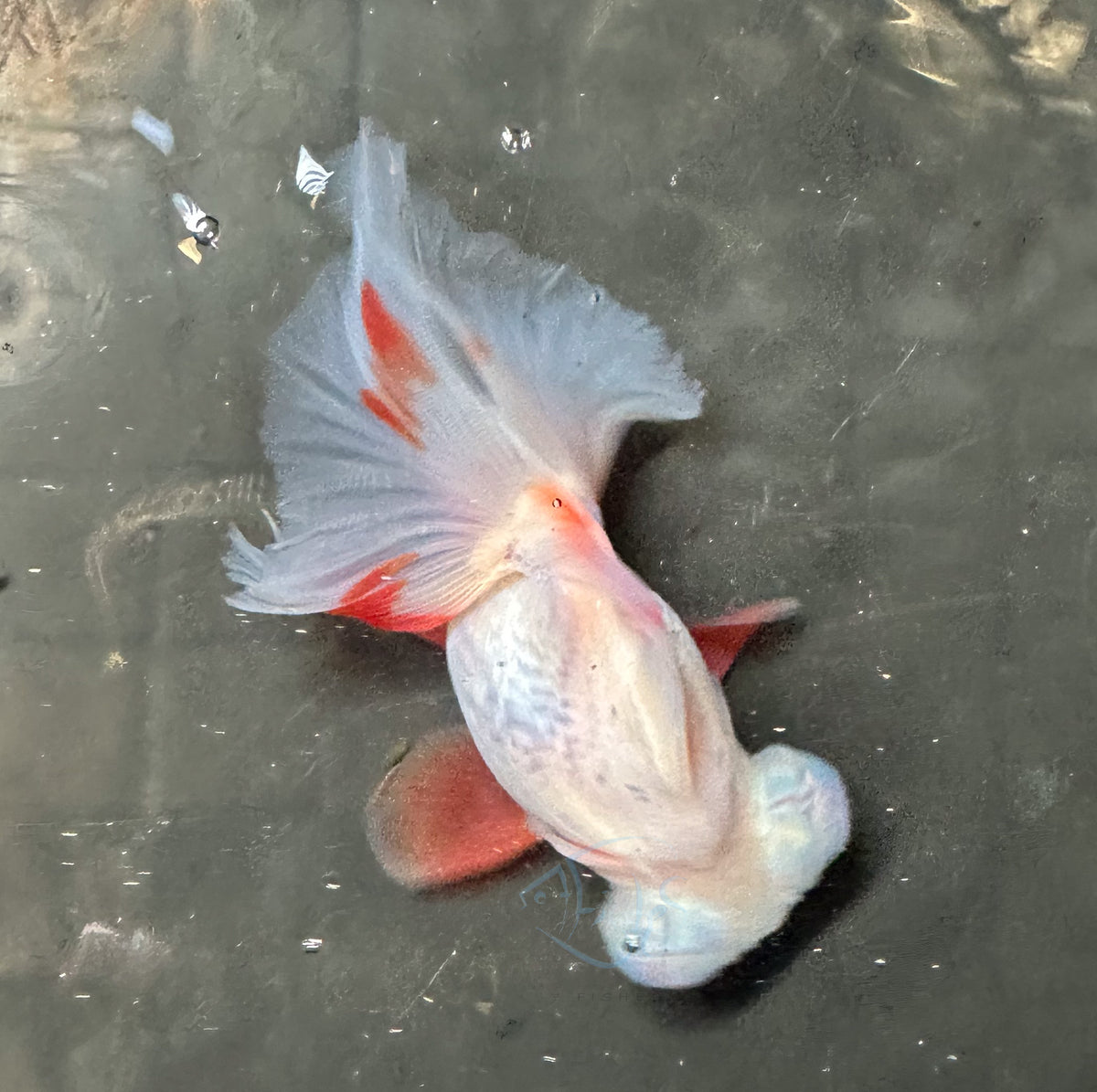 Orange White Butterfly Telescope Goldfish