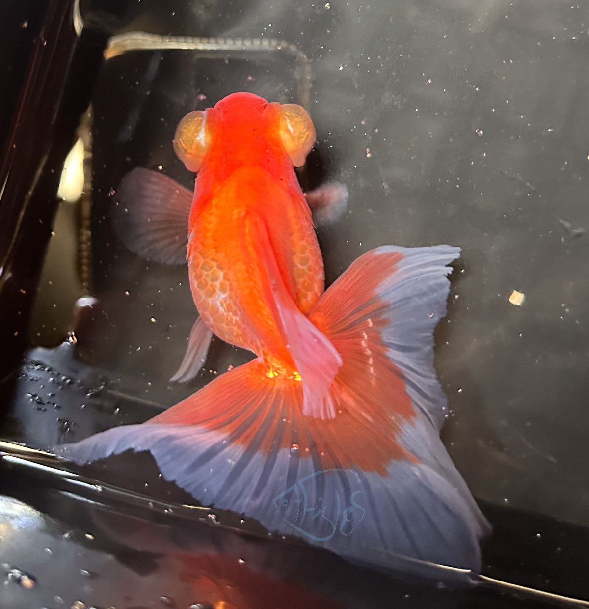 Orange Butterfly Telescope Goldfish