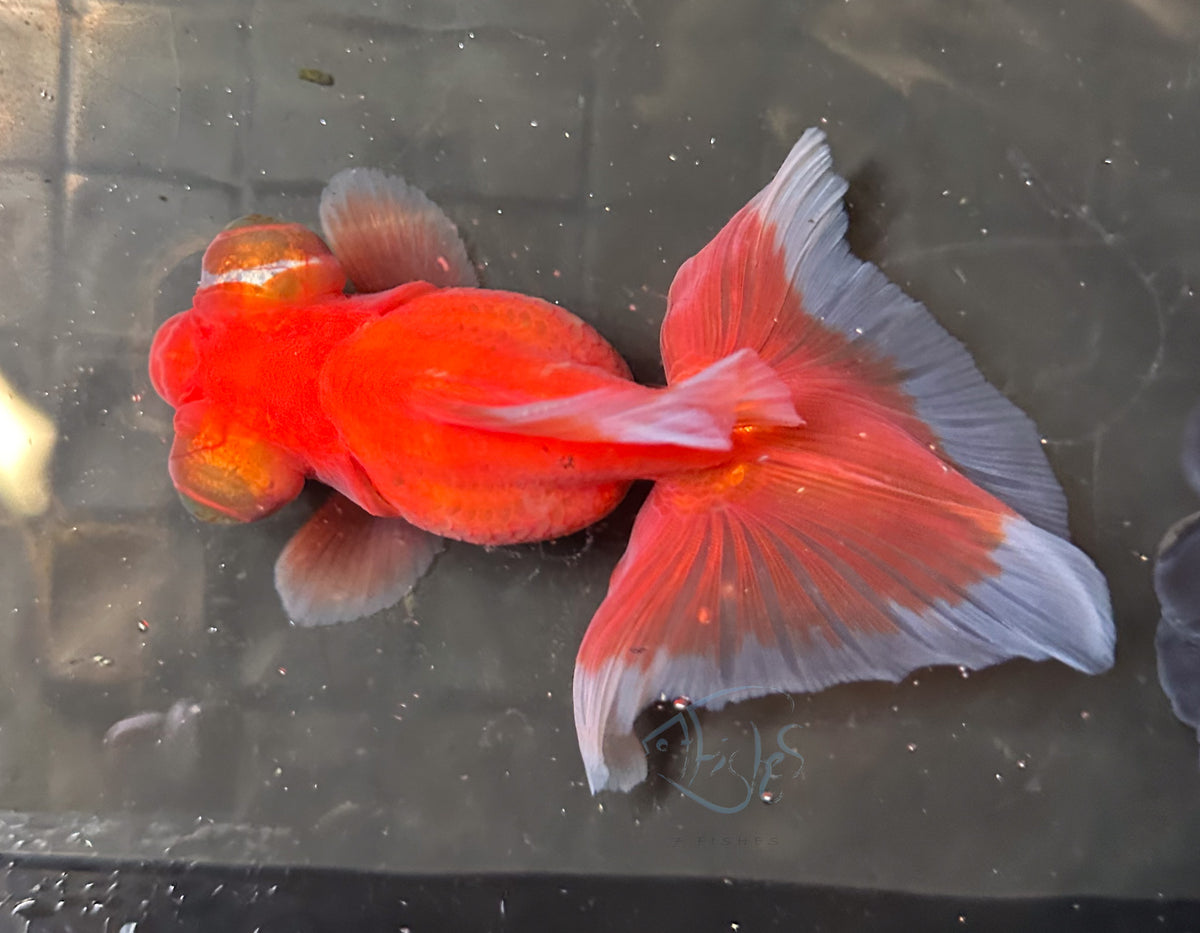 Orange Butterfly Telescope Goldfish