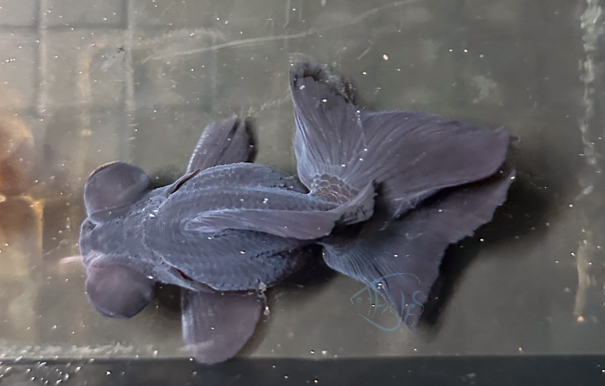 Black Butterfly Telescope Goldfish