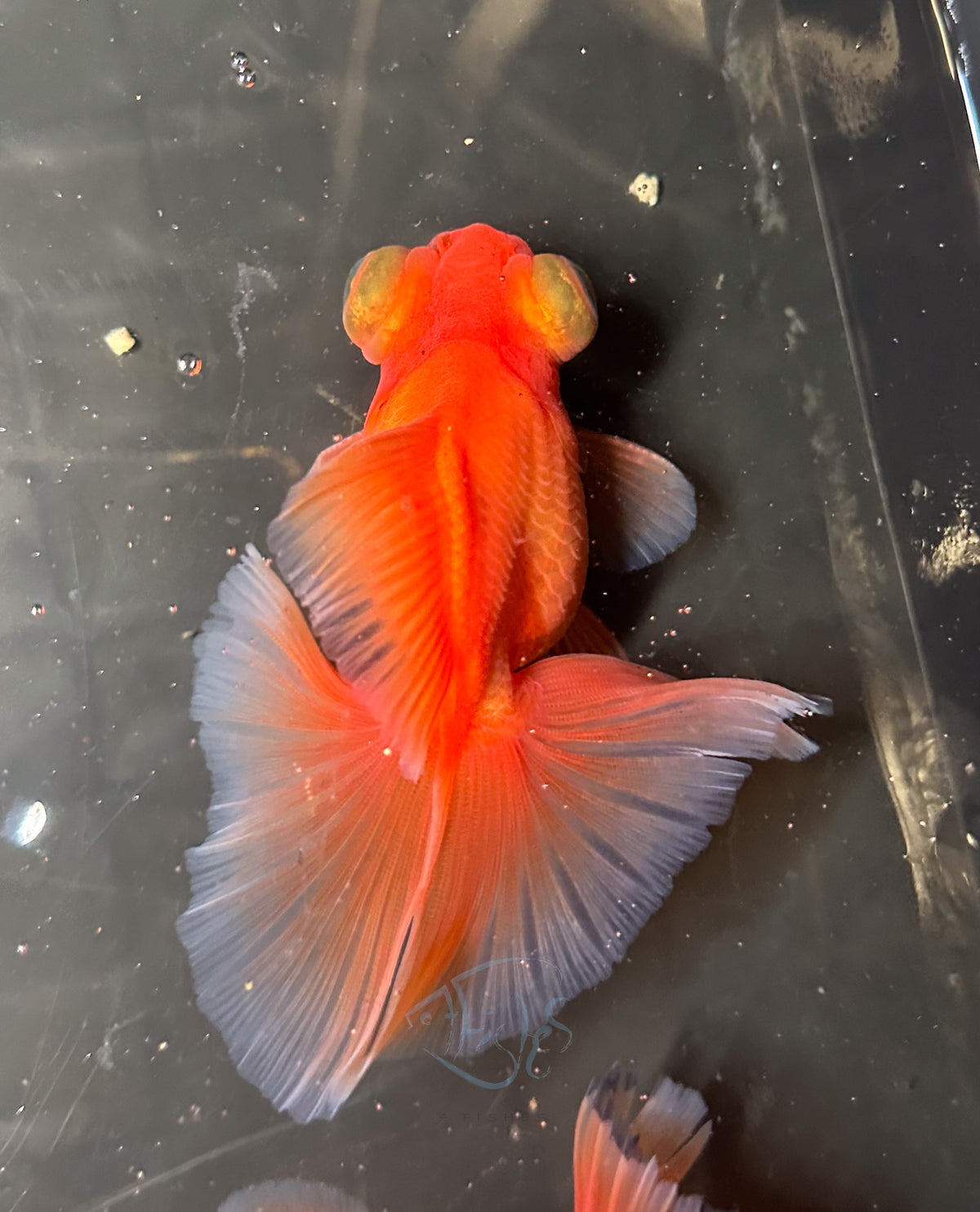 Orange Butterfly Telescope Goldfish