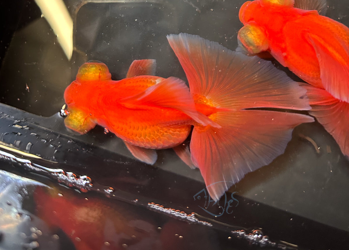 Orange Butterfly Telescope Goldfish