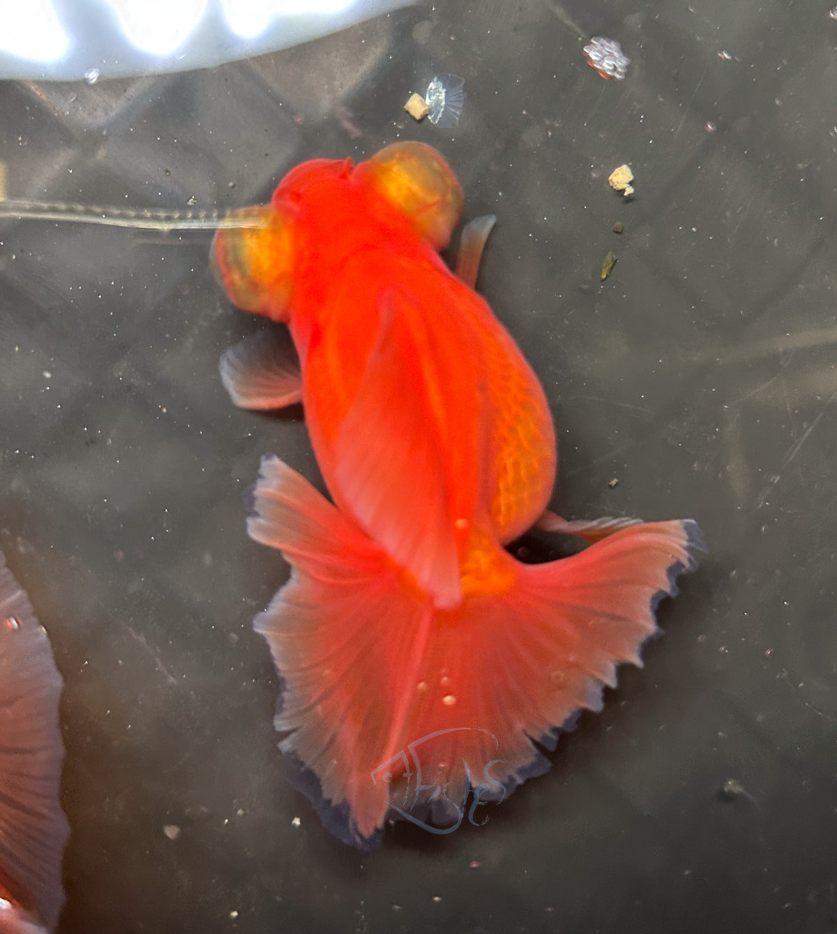 Orange Butterfly Telescope Goldfish