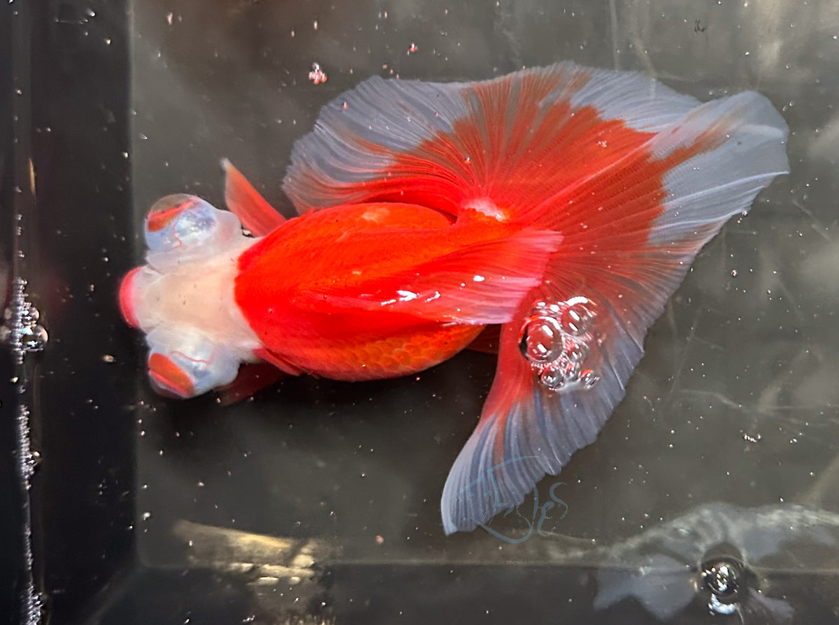 Orange White Butterfly Telescope Goldfish