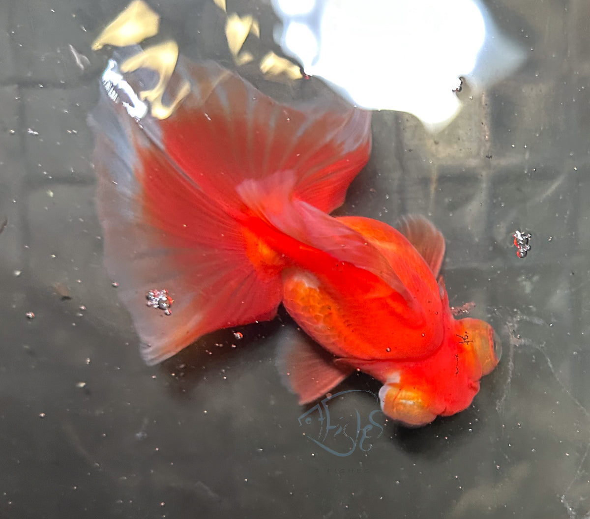 Orange Butterfly Telescope Goldfish