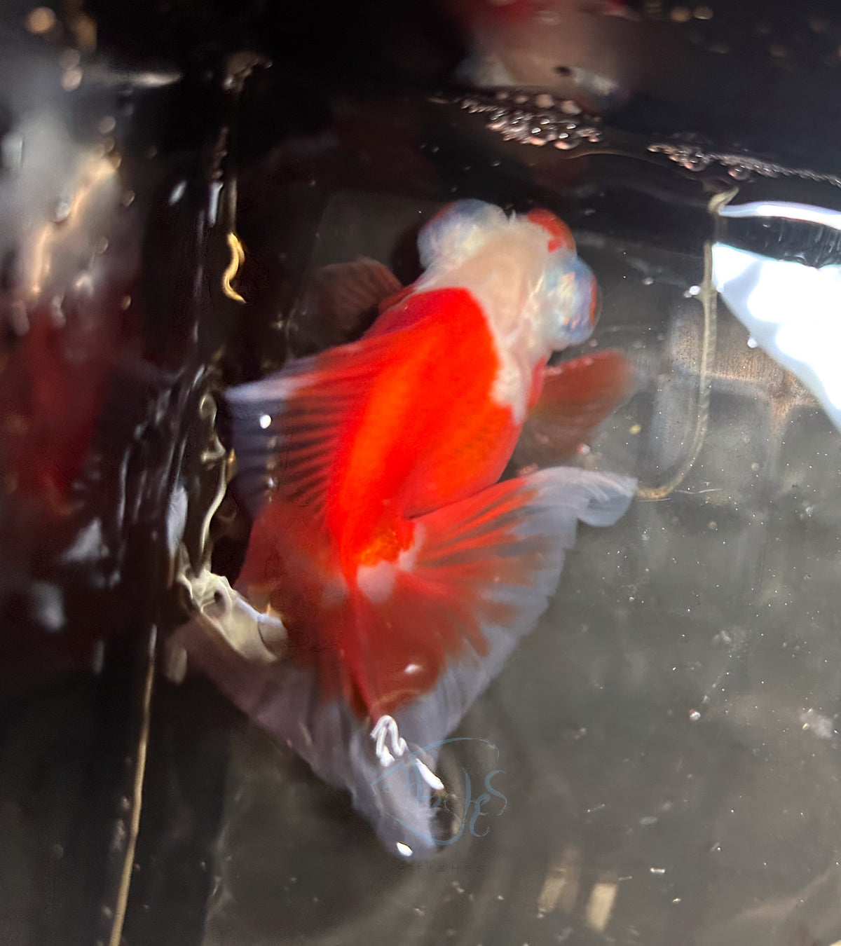 Orange White Butterfly Telescope Goldfish