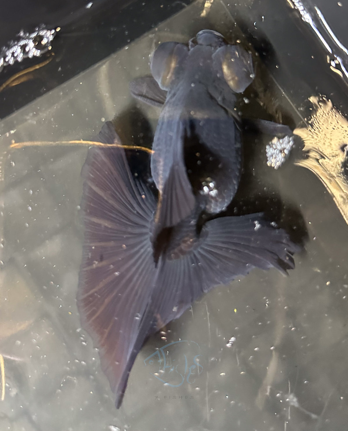 Black Butterfly Telescope Goldfish