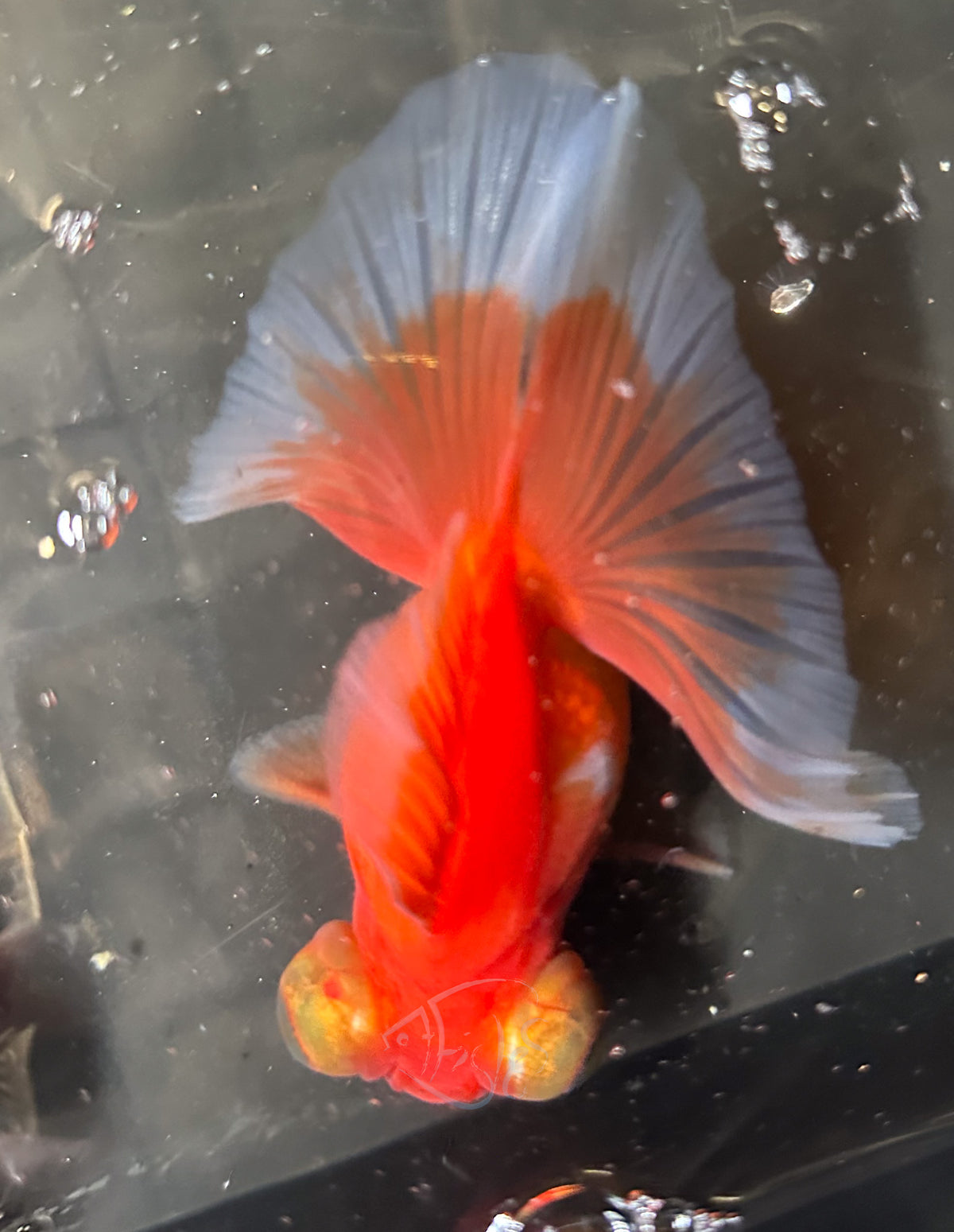 Orange Butterfly Telescope Goldfish