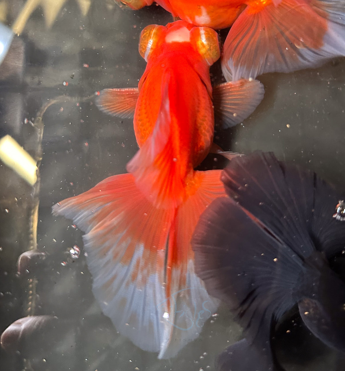 Orange Butterfly Telescope Goldfish