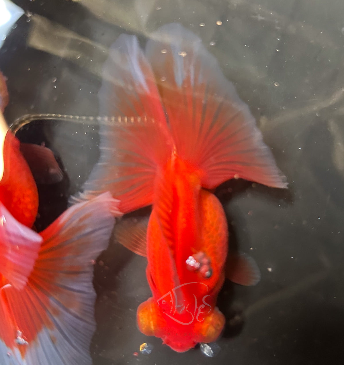 Orange Butterfly Telescope Goldfish