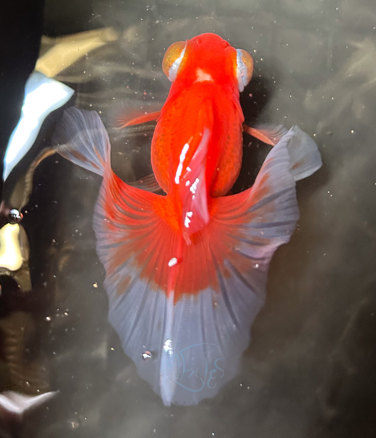 Orange Butterfly Telescope Goldfish