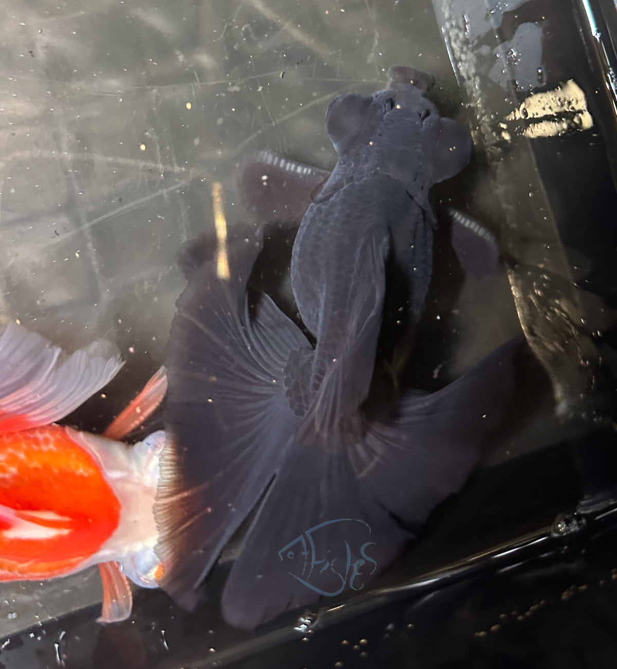 Black Butterfly Telescope Goldfish