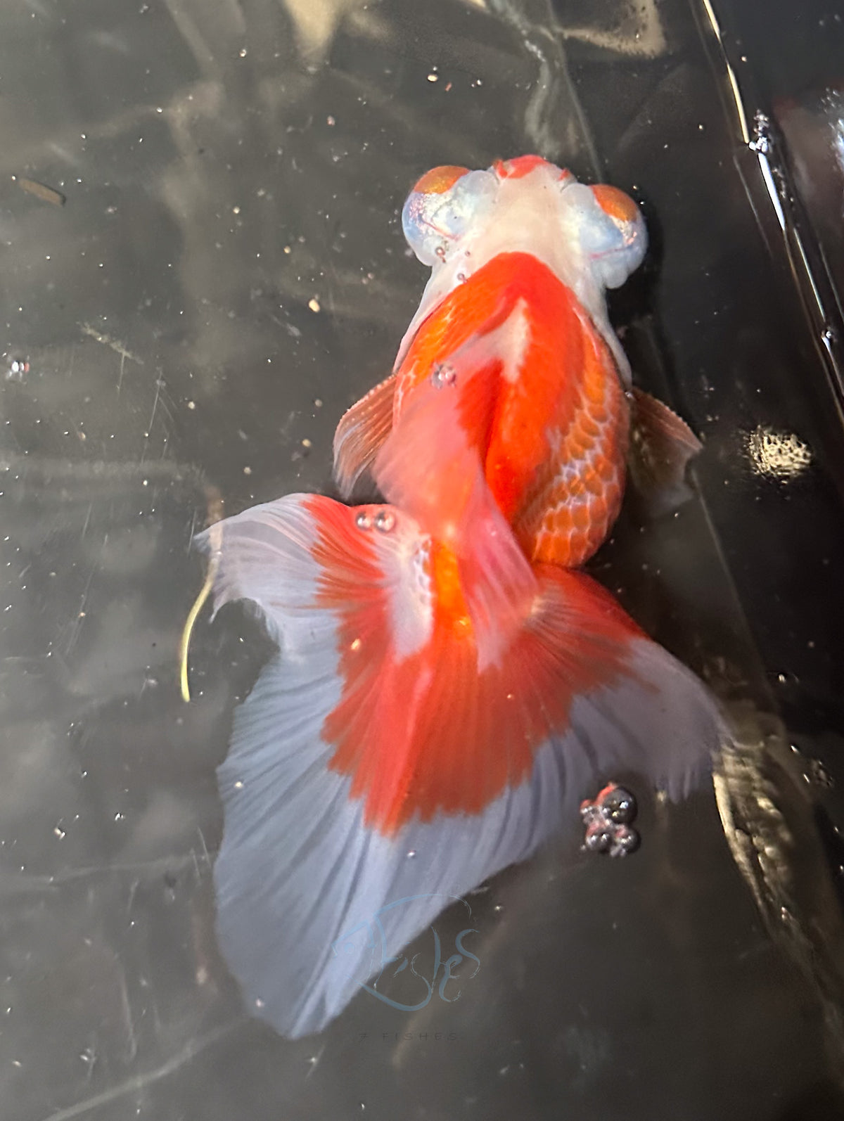 Orange White Butterfly Telescope Goldfish