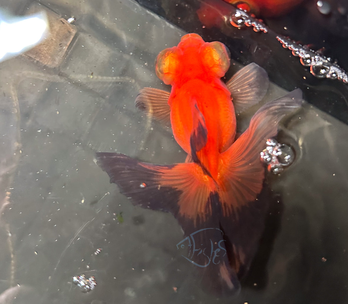 Orange Black Butterfly Telescope Goldfish