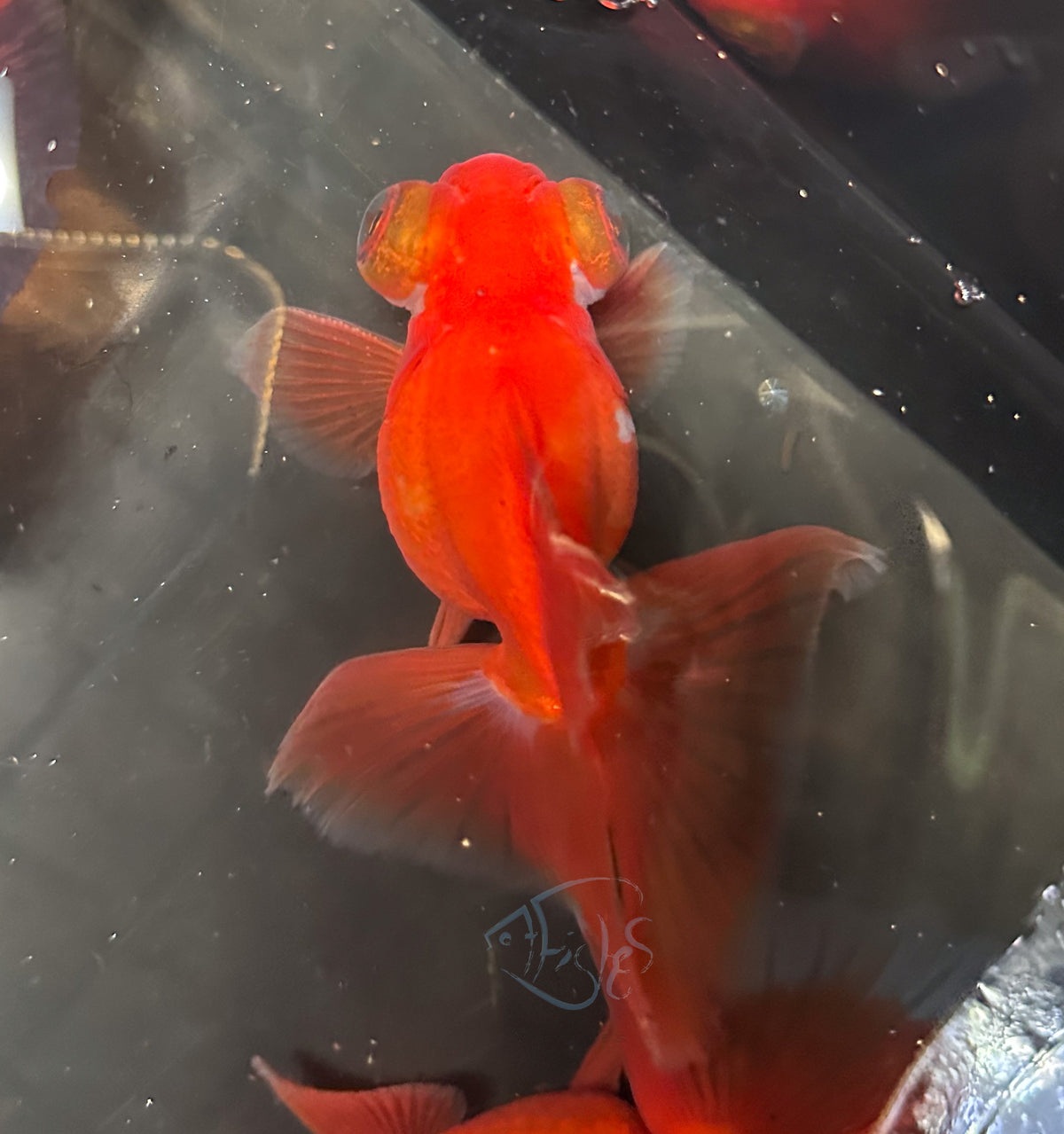Orange Butterfly Telescope Goldfish