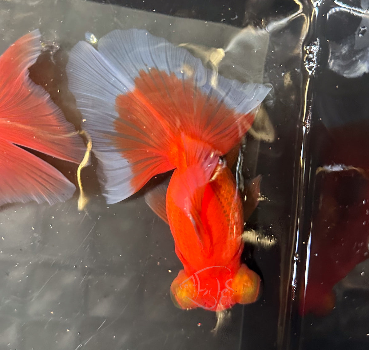 Orange Butterfly Telescope Goldfish