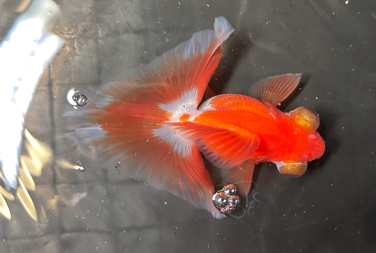 Orange White Butterfly Telescope Goldfish