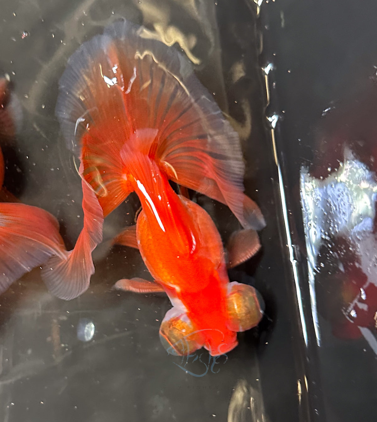 Orange Butterfly Telescope Goldfish