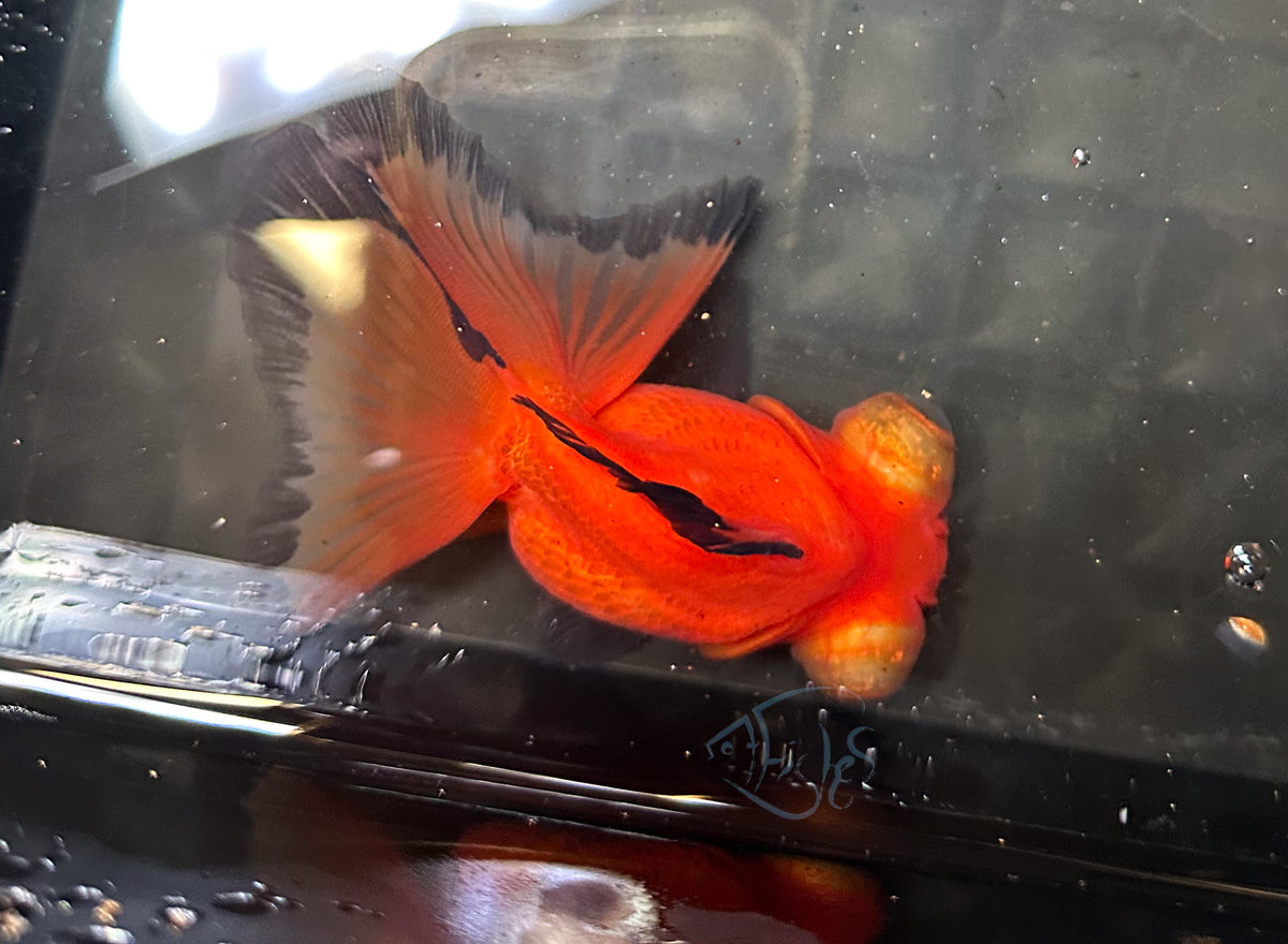 Orange Black Butterfly Telescope Goldfish