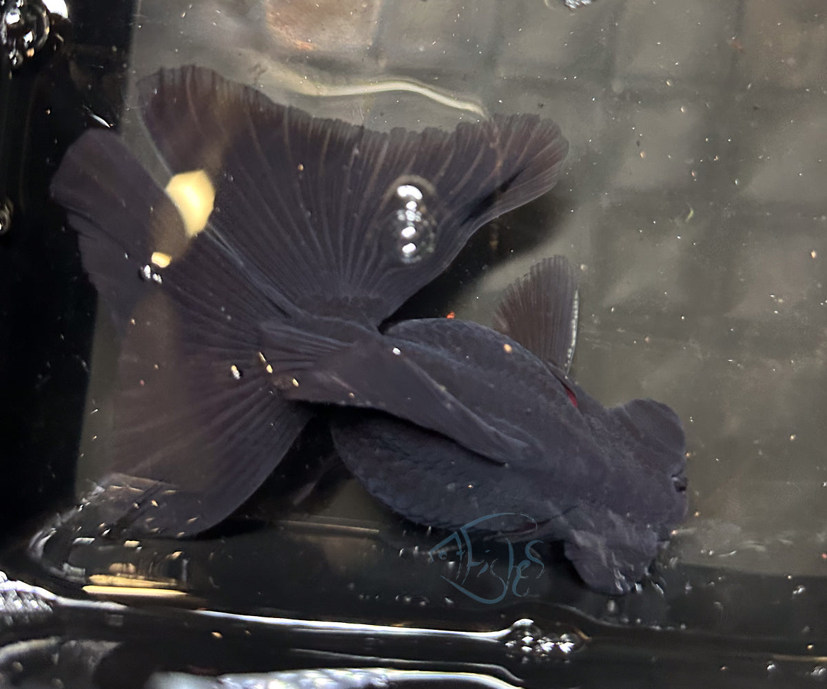 Black Butterfly Telescope Goldfish