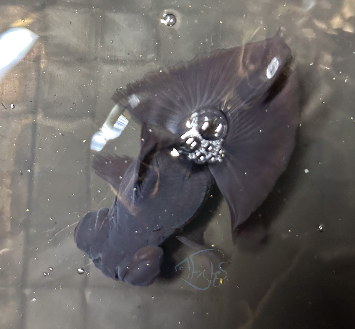 Black Butterfly Telescope Goldfish