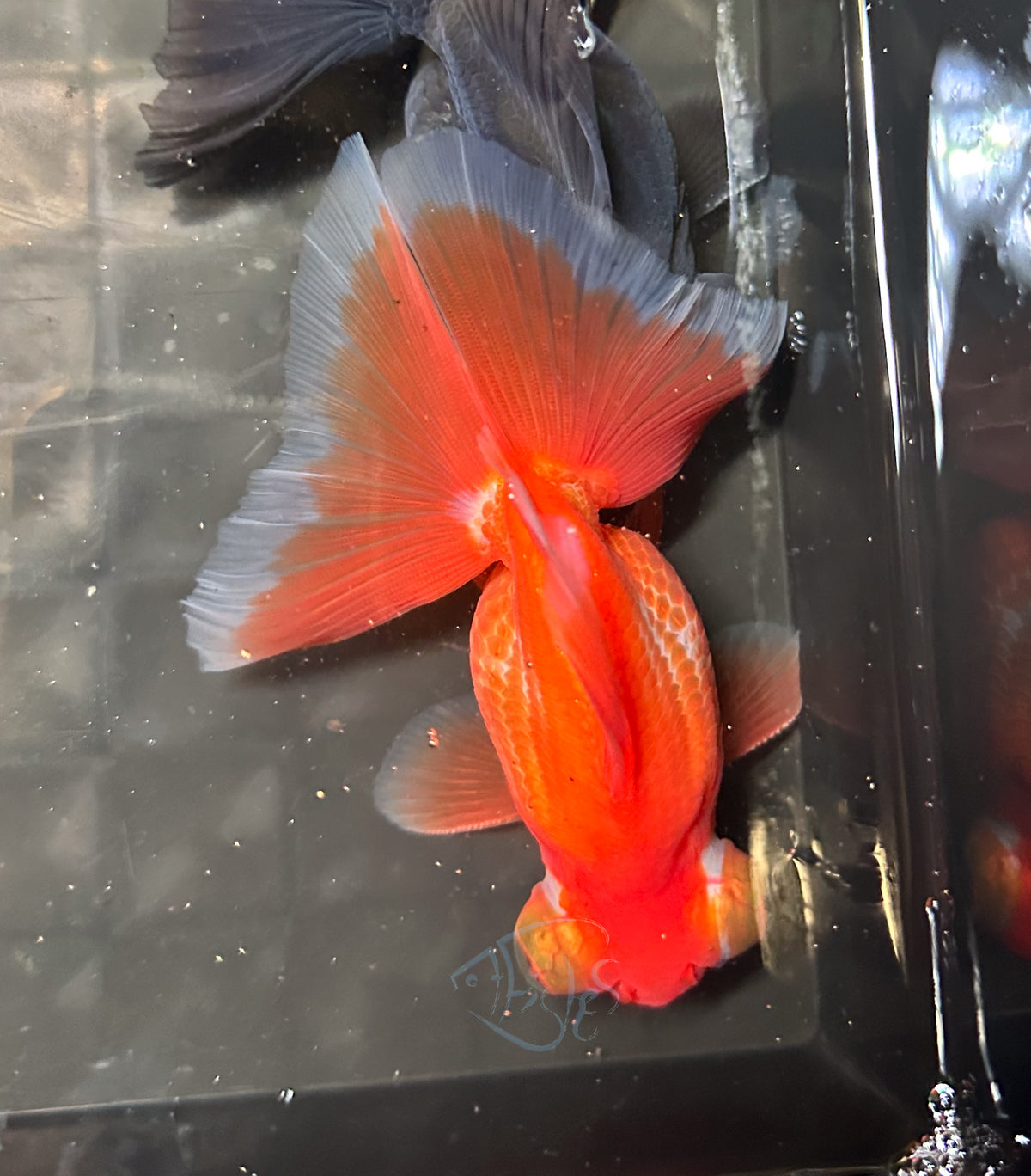 Orange Butterfly Telescope Goldfish