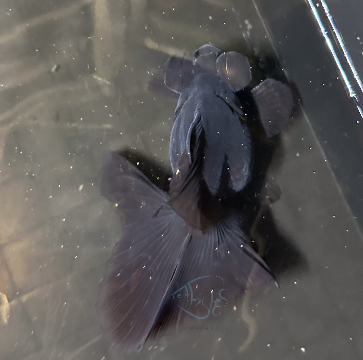 Black Butterfly Telescope Goldfish