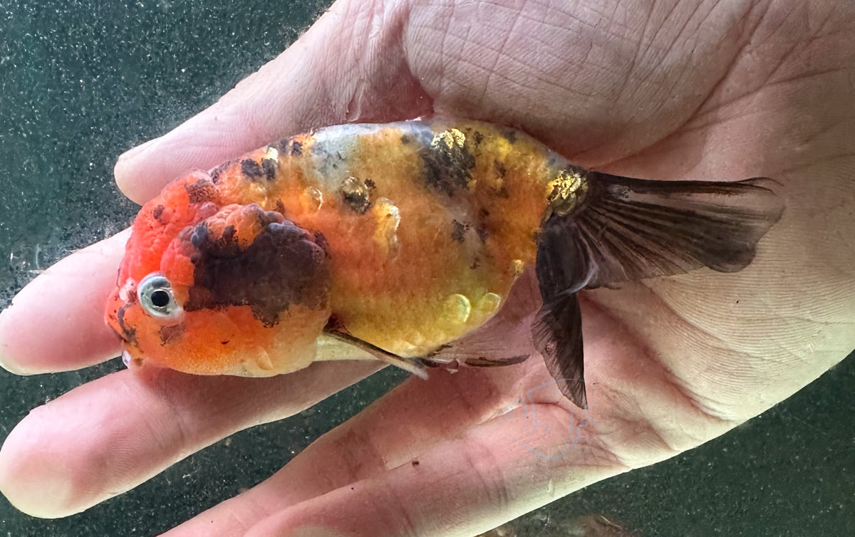 Calico Cat Lion Ranchu Goldfish
