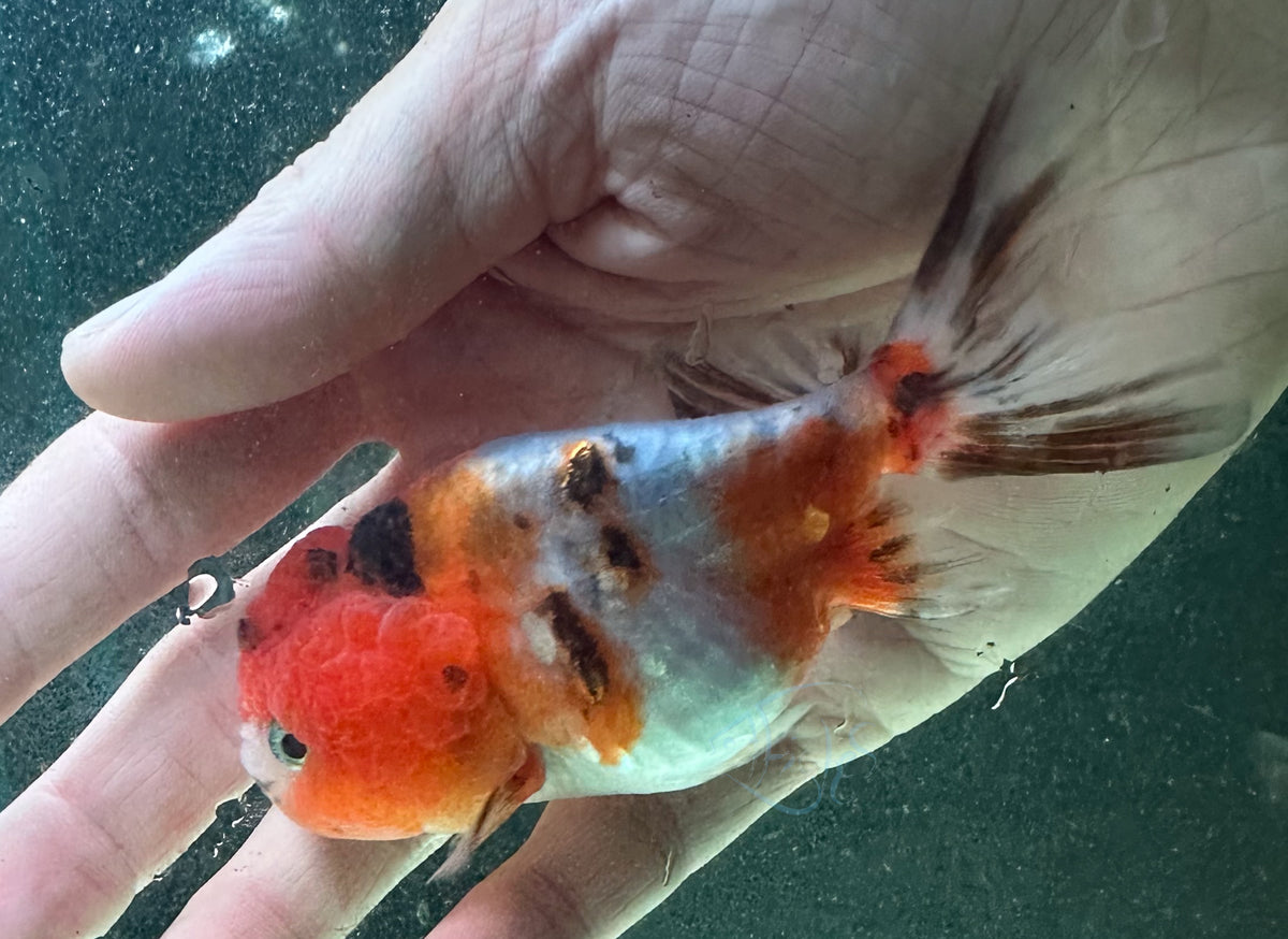 Calico Cat Lionhead Ranchu Goldfish