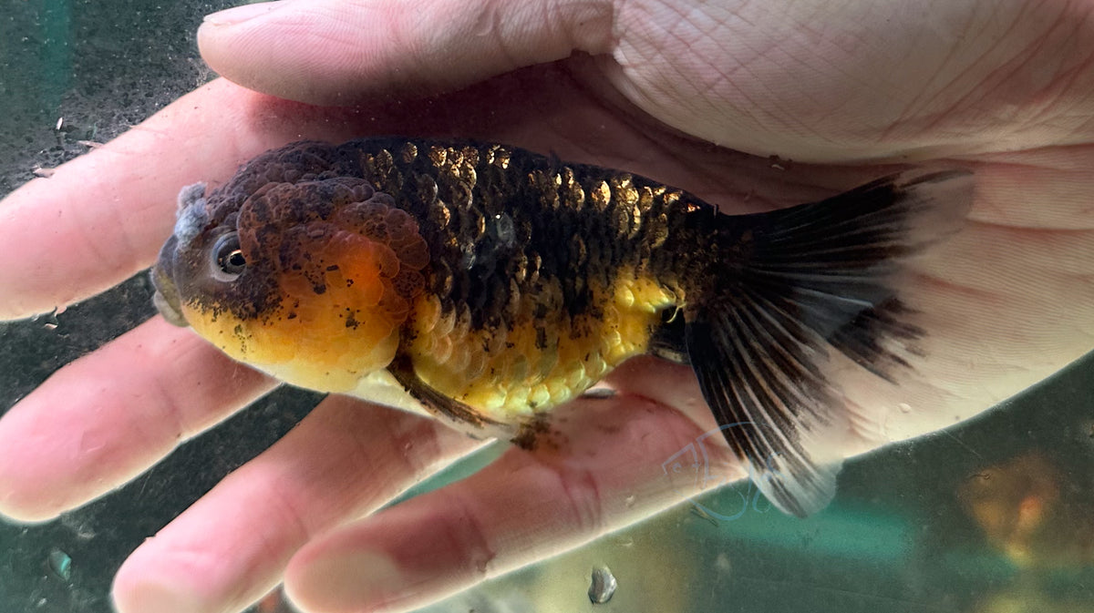 Black Calico Cat Lionhead Ranchu Goldfish