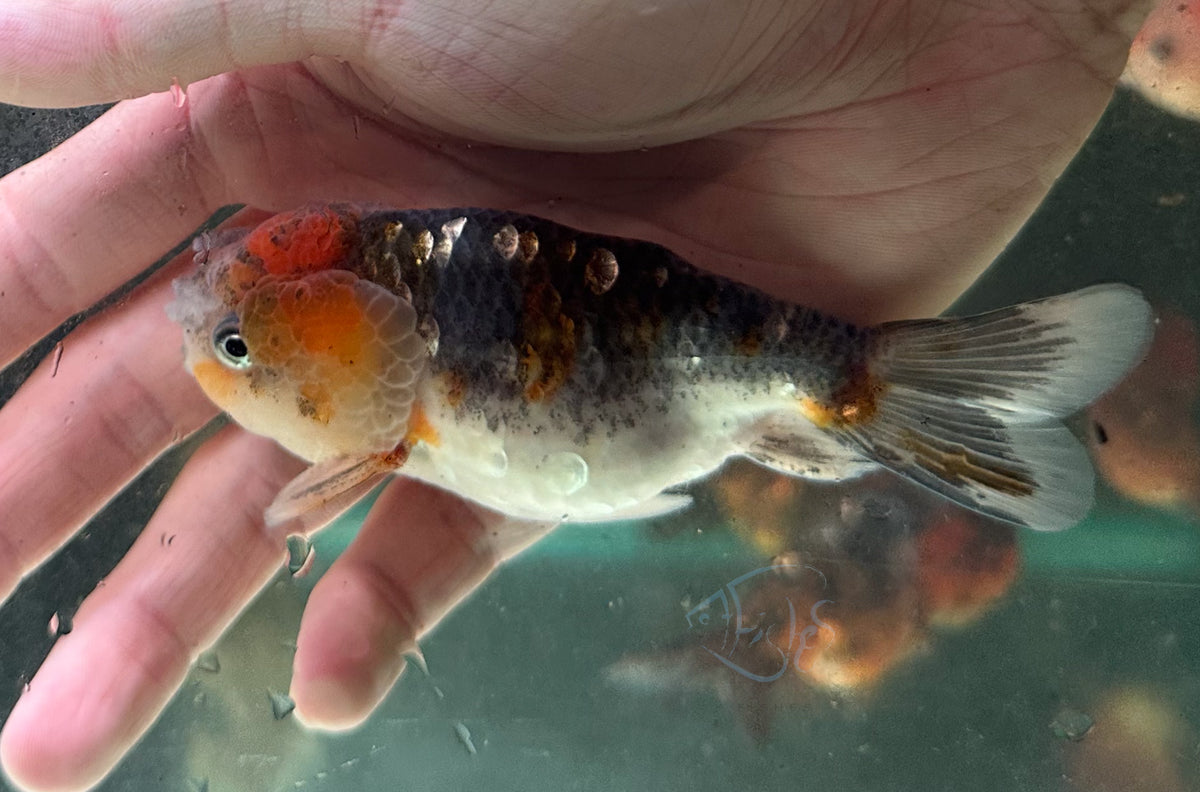 Kirin Cat Lionhead Ranchu Goldfish