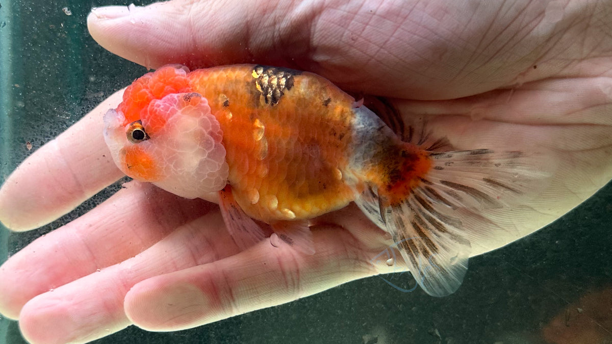 Calico Cat Lionhead Ranchu Goldfish