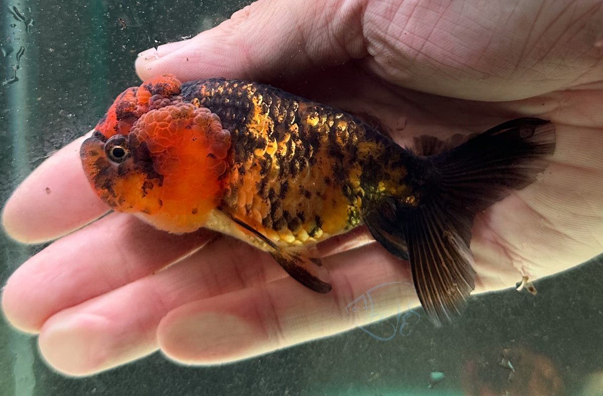 Calico Cat Lionhead Ranchu Goldfish