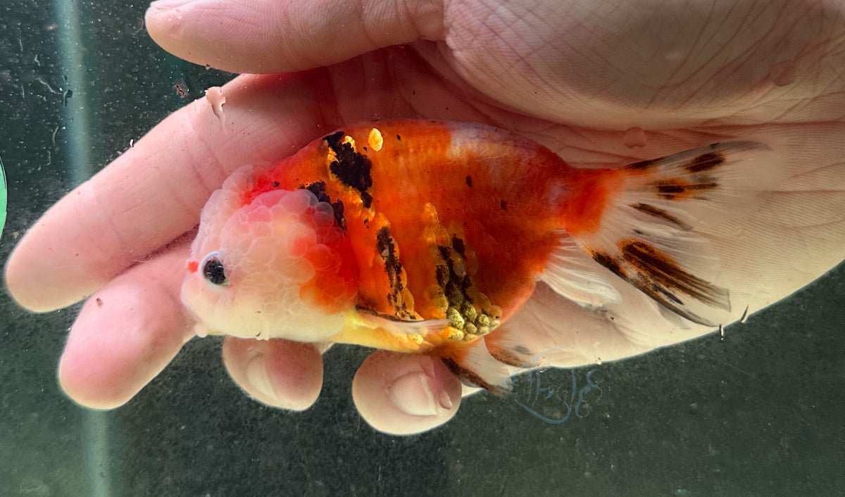 Calico Cat Lionhead Ranchu Goldfish